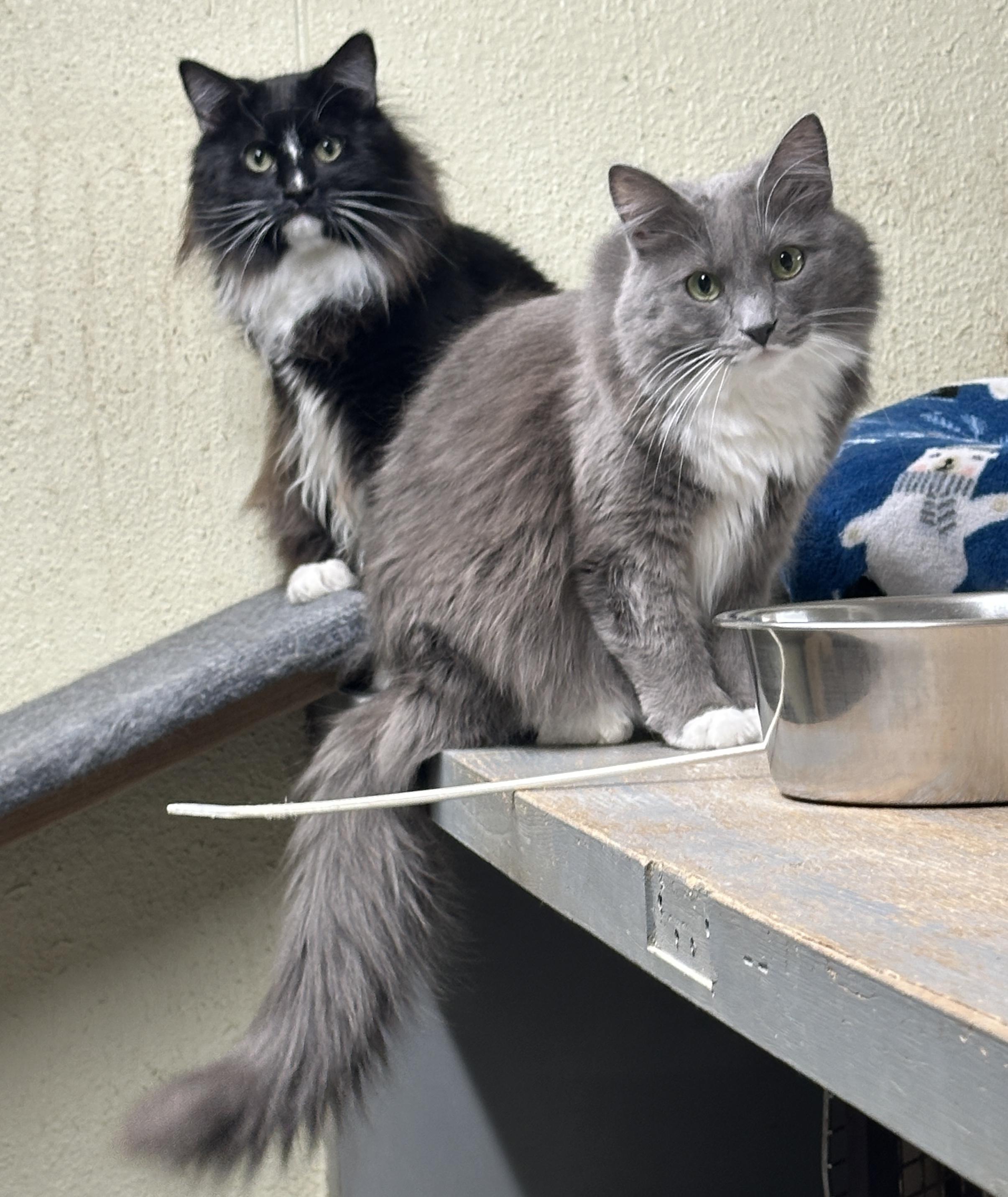 Arden and Nugget-Shy Duo of Sweetness, a Adoptable mixed breed in Anchorage, AK image 1/6