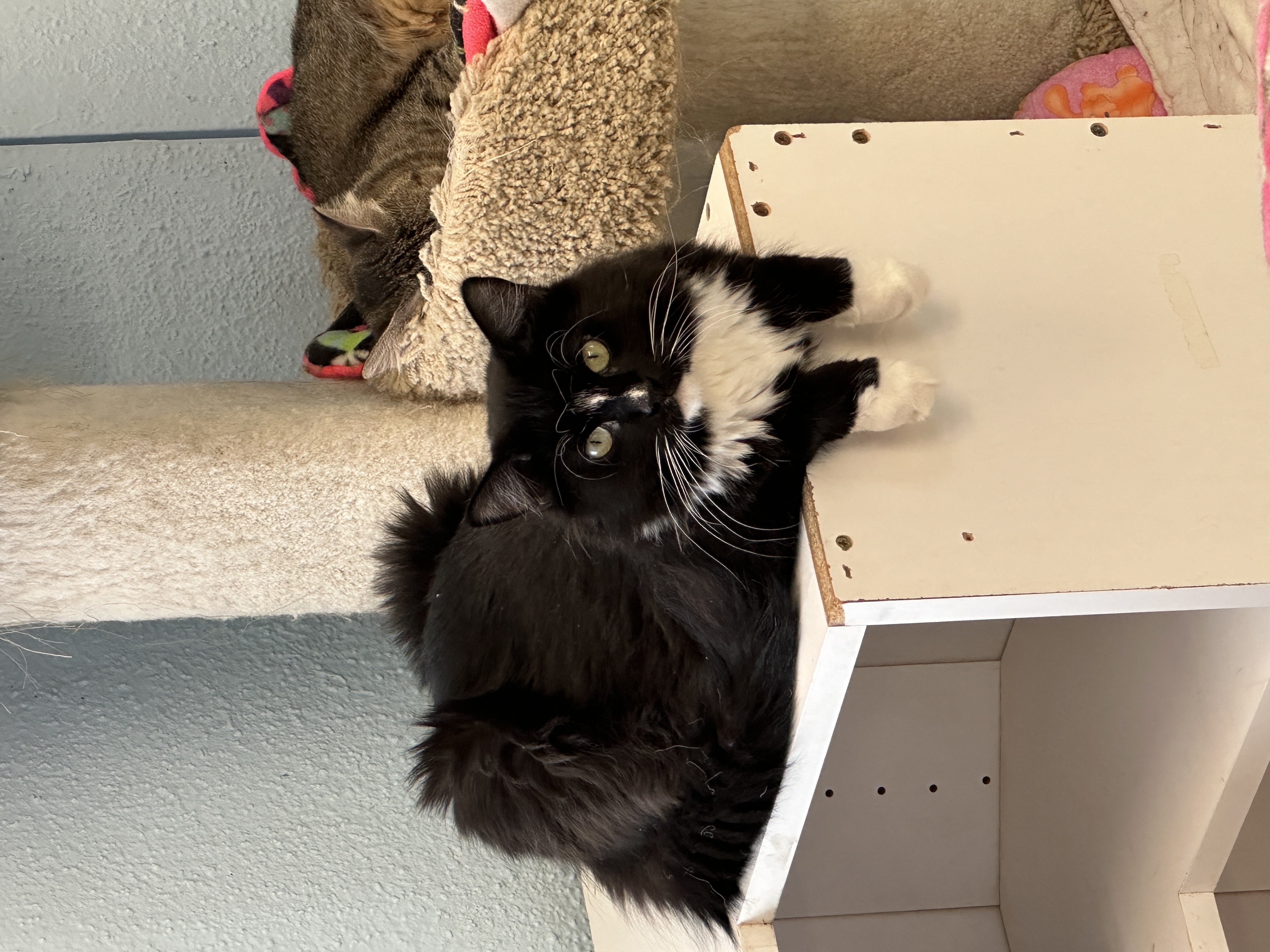 Arden-VERY Shy, a Adoptable mixed breed in Anchorage, AK image 3/6