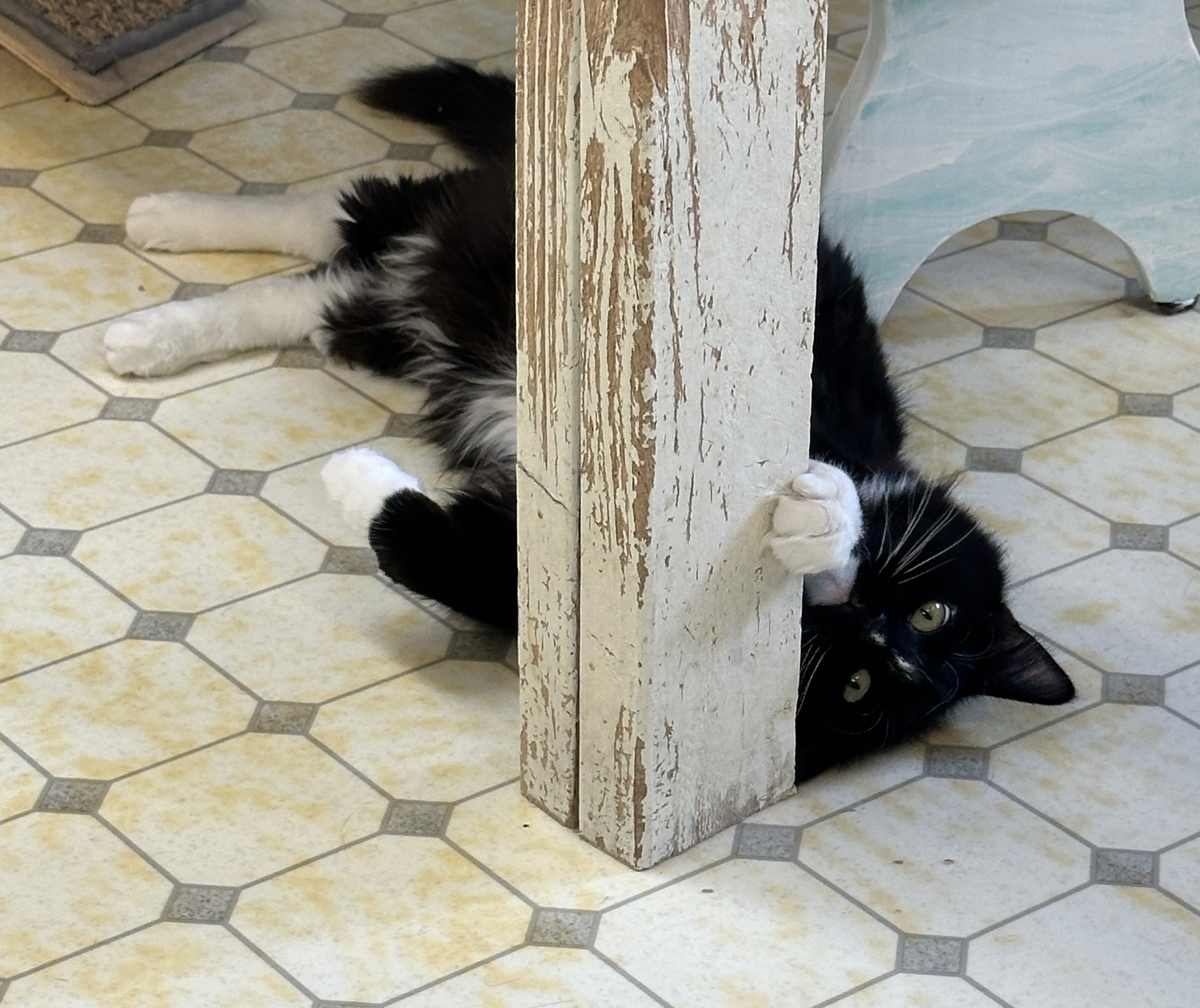 Arden-VERY Shy, a Adoptable mixed breed in Anchorage, AK image 2/6