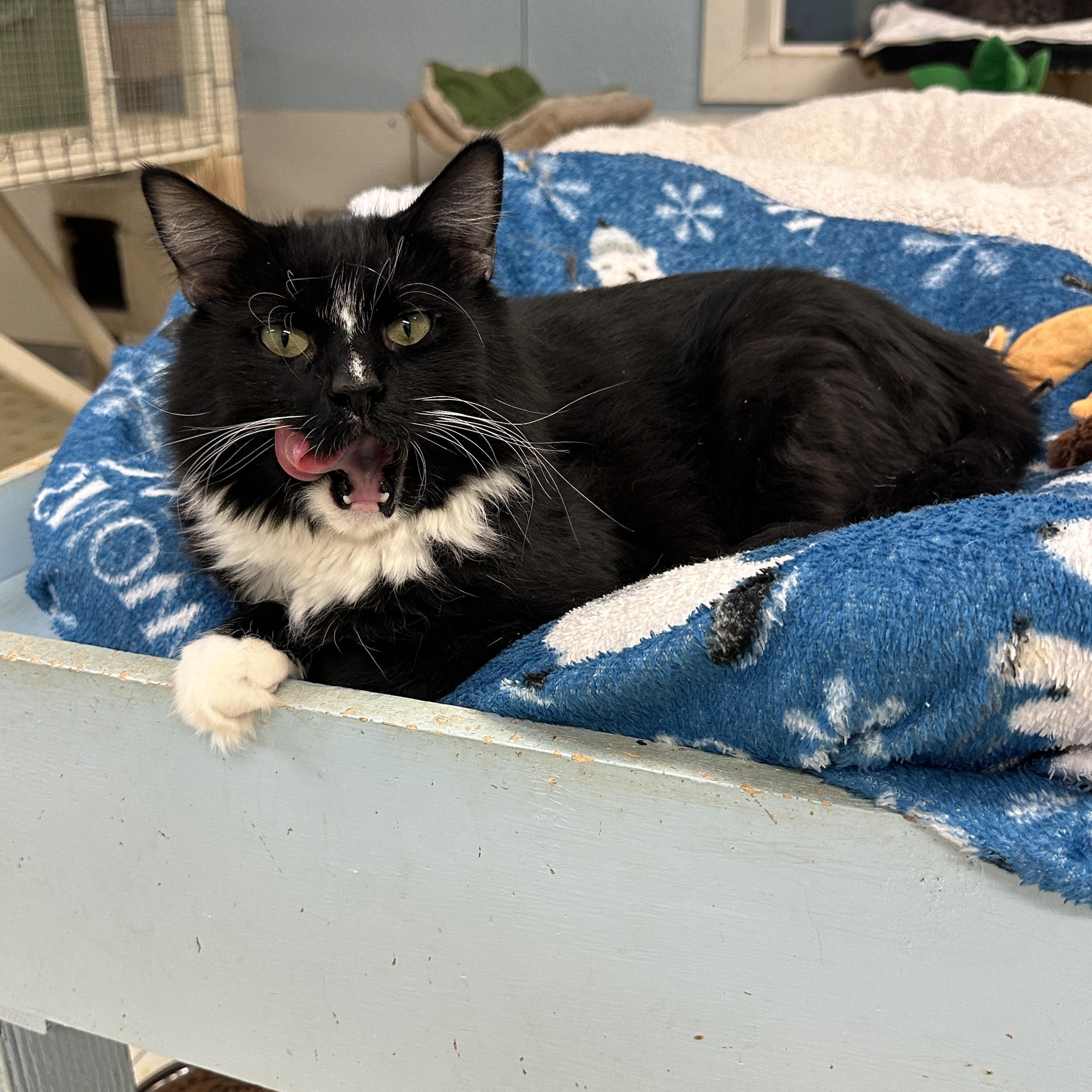 Arden-VERY Shy, a Adoptable mixed breed in Anchorage, AK image 6/6