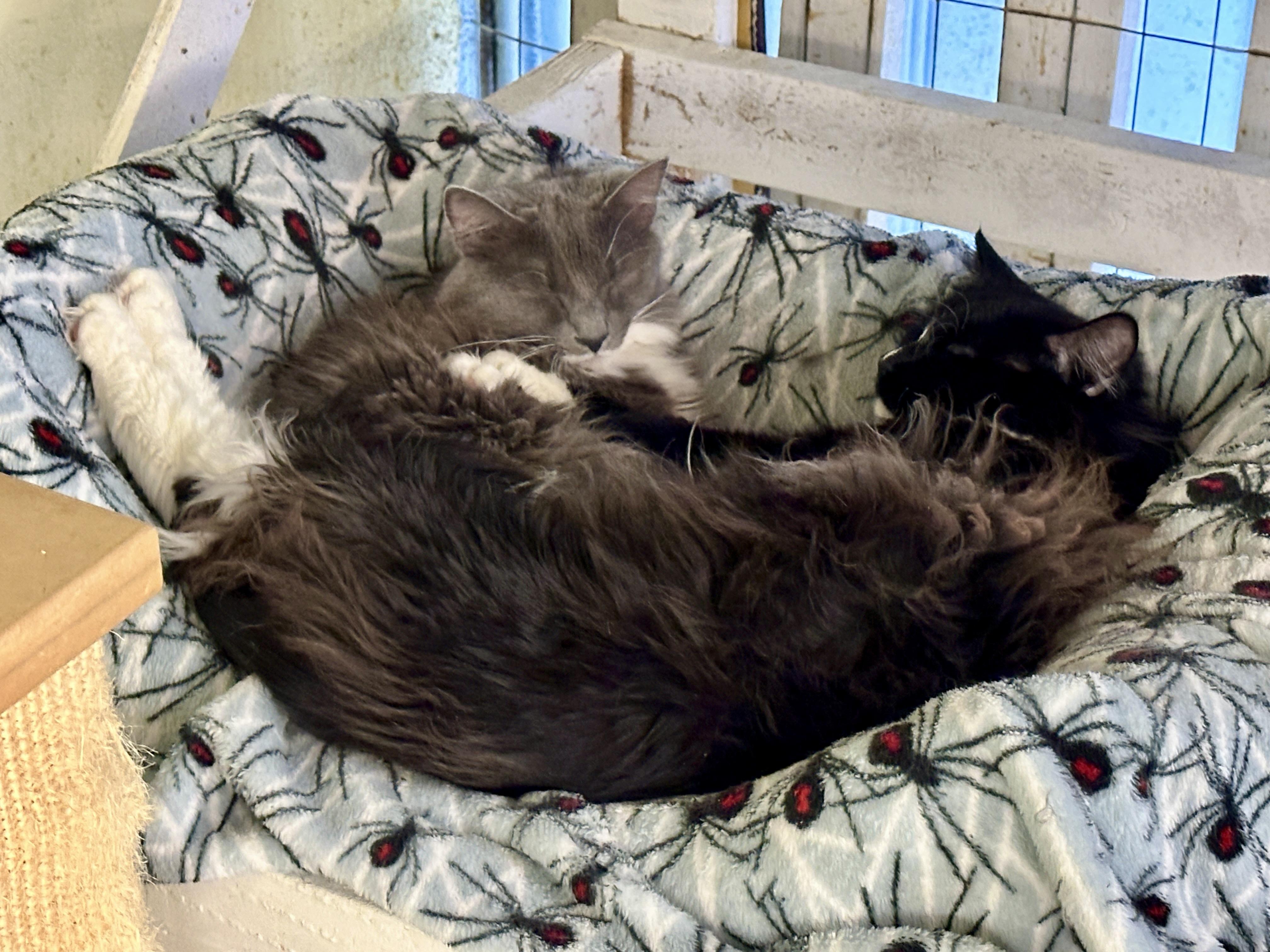 Arden and Nugget-Shy Duo of Sweetness, a Adoptable mixed breed in Anchorage, AK image 3/6