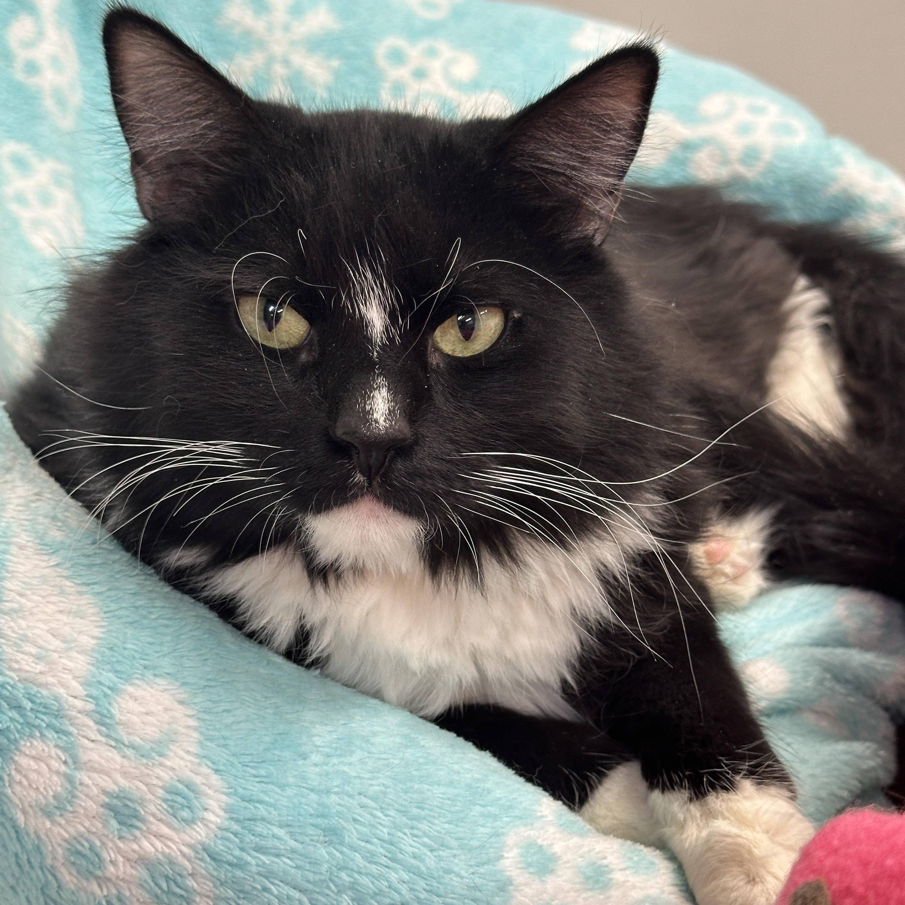 Arden-VERY Shy, a Adoptable mixed breed in Anchorage, AK image 1/6