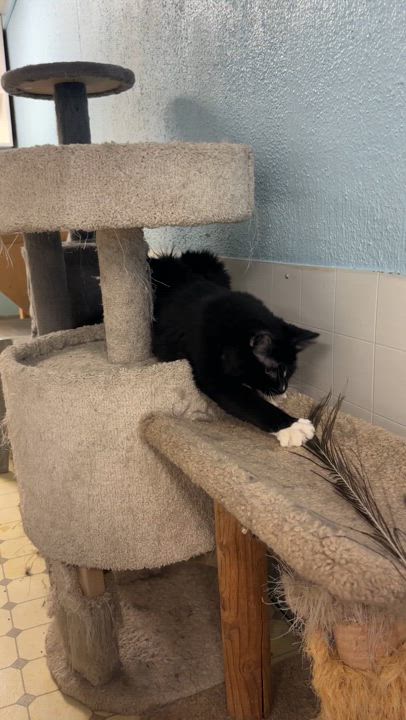 Enlarge Arden-VERY Shy, a Adoptable mixed breed in Anchorage, AK video 4/6