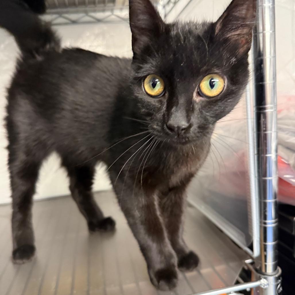 Enlarge A bag of chips Dune 55626, a Adoptable mixed breed in Eaton Rapids, MI image 2/5