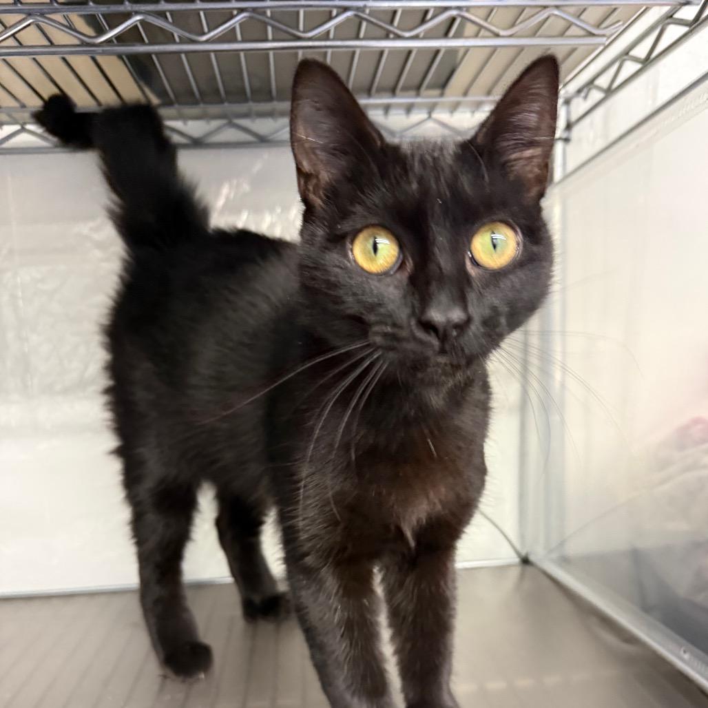 Enlarge A bag of chips Dune 55626, a Adoptable mixed breed in Eaton Rapids, MI image 3/5