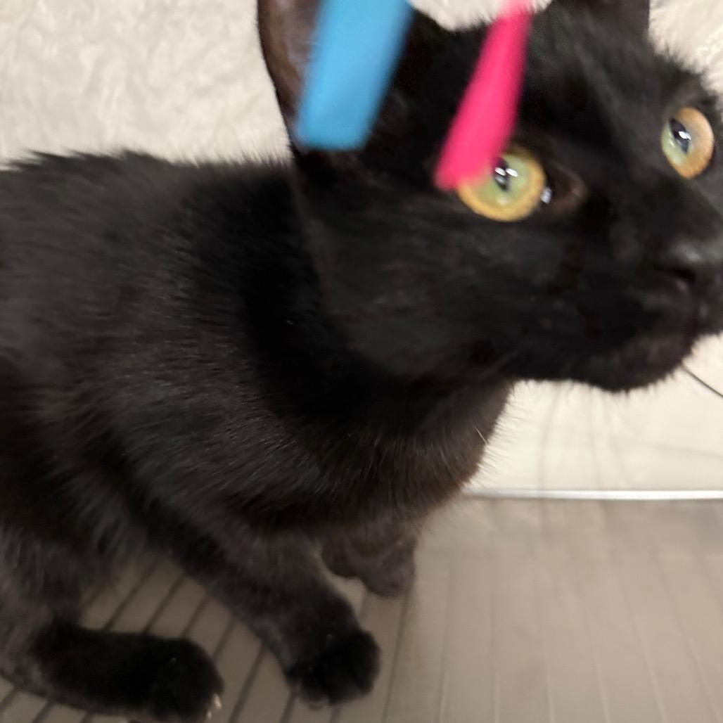 Enlarge A bag of chips Dune 55626, a Adoptable mixed breed in Eaton Rapids, MI image 4/5