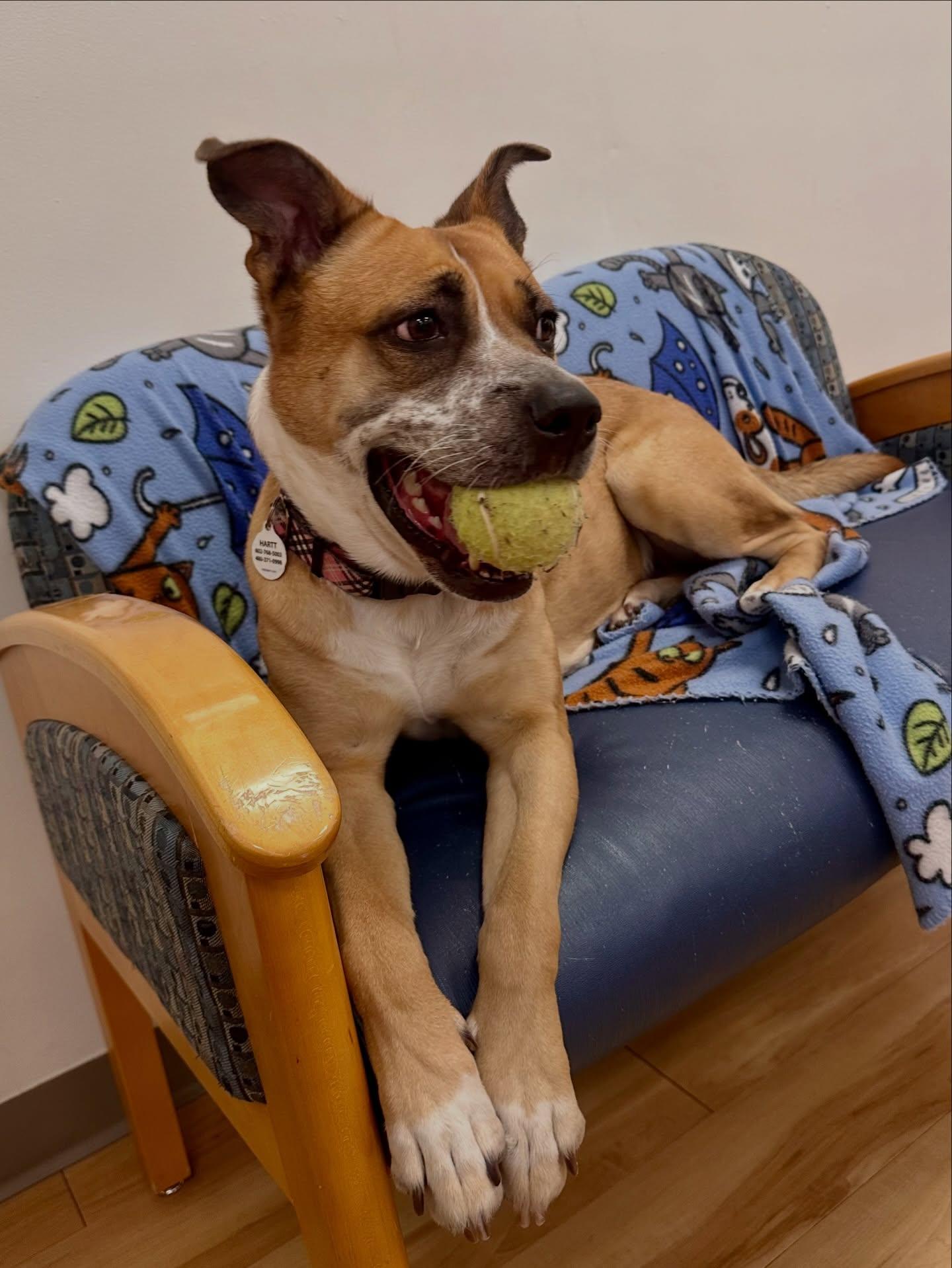 Enlarge Disco, an adopted Boxer in Phoenix, AZ image 1/6