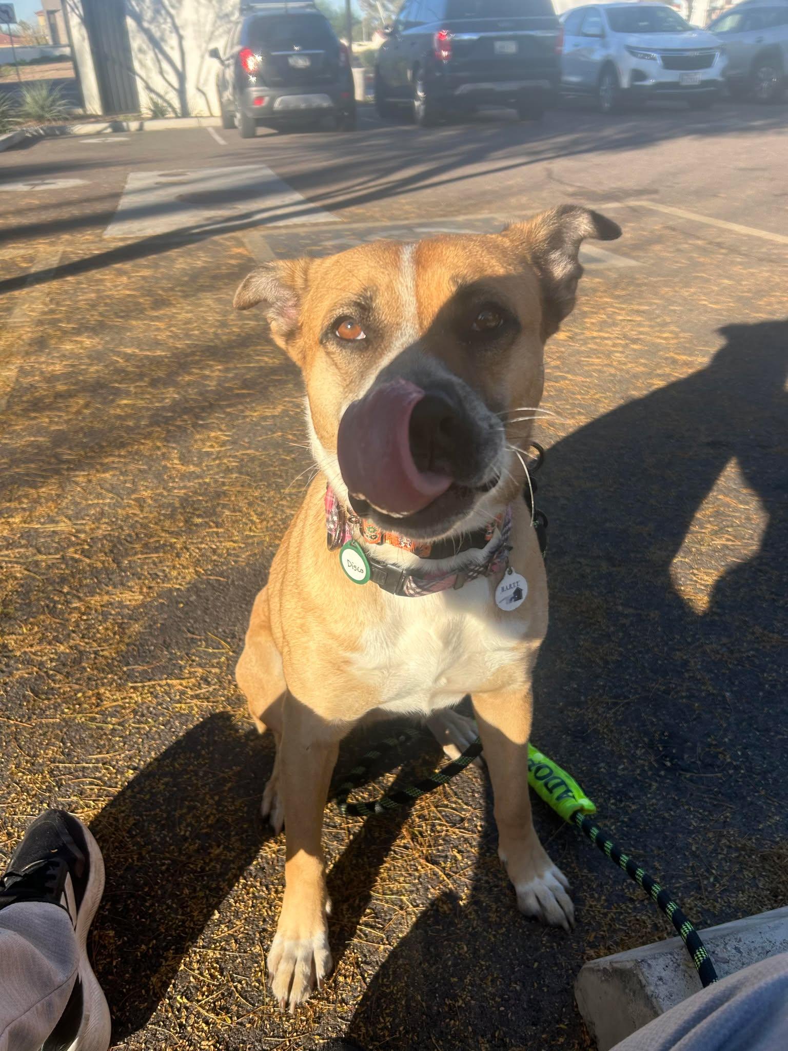 Disco, Adoptable, Young Female Boxer.