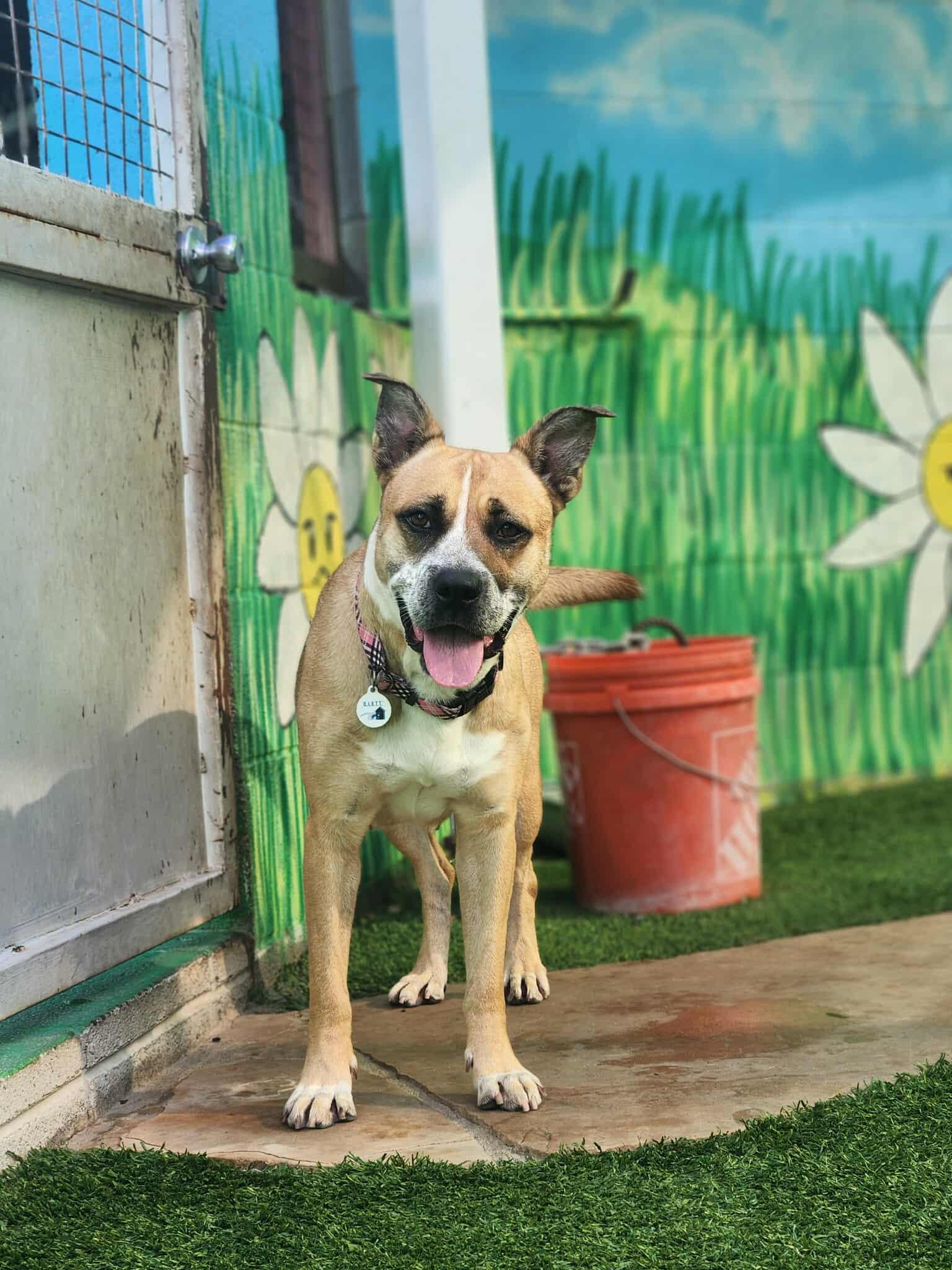 Disco, Adoptable, Young Female Boxer.