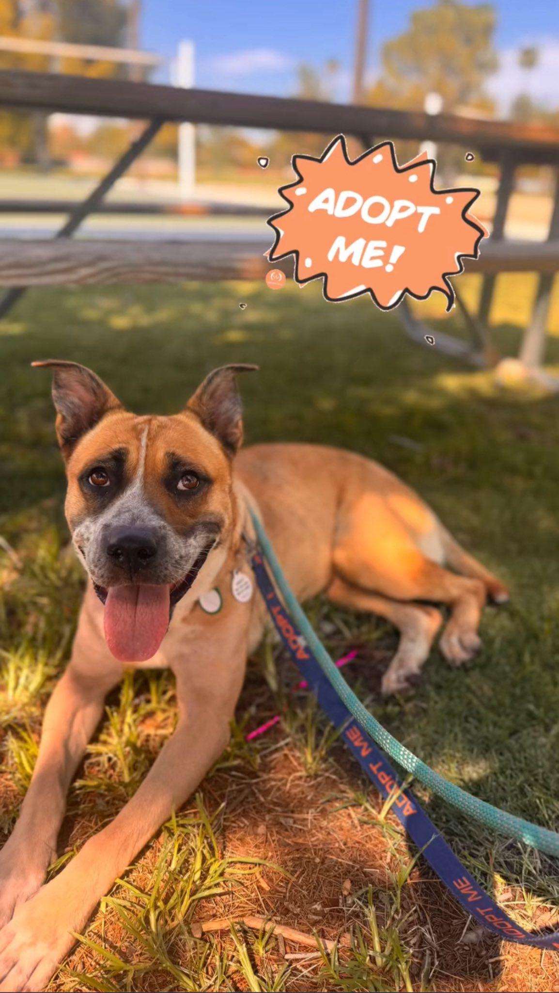 Disco, a Adoptable Boxer in Phoenix, AZ image 3/6