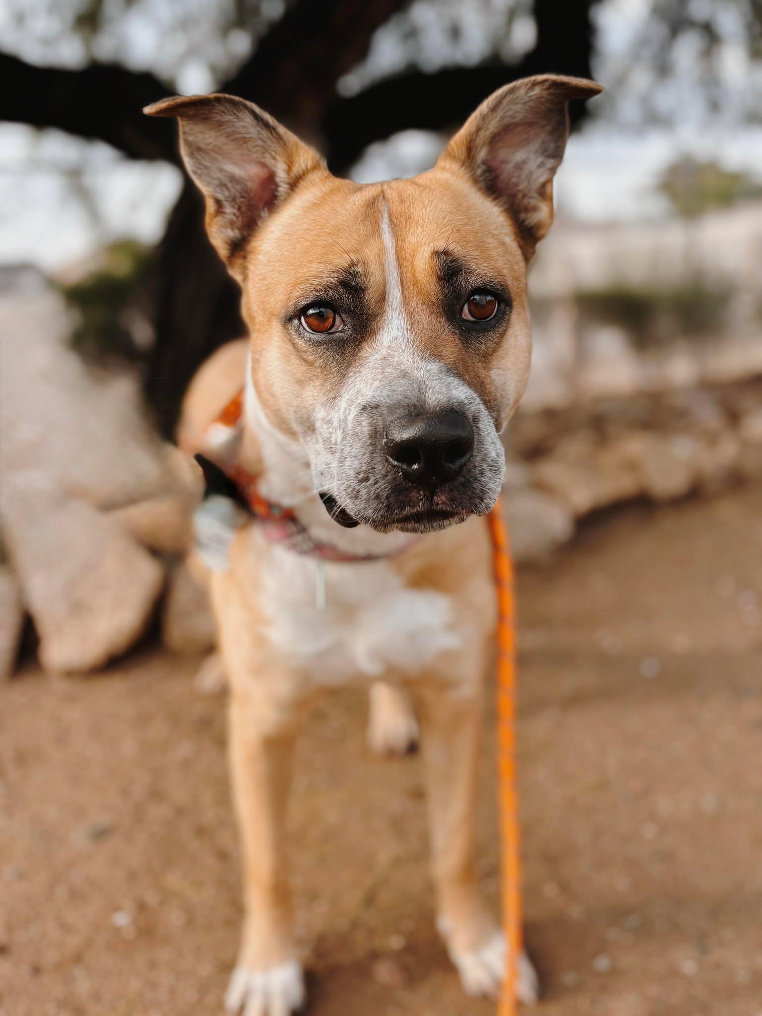 Disco, Adoptable, Young Female Boxer.