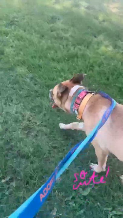 Enlarge Disco, a Adoptable Boxer in Phoenix, AZ video 4/6