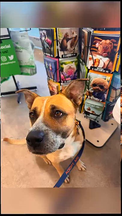 Enlarge Disco, a Adoptable Boxer in Phoenix, AZ video 5/6