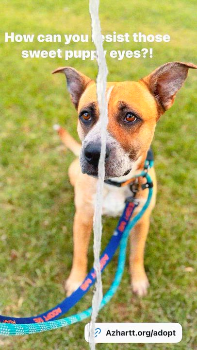 Enlarge Disco, a Adoptable Boxer in Phoenix, AZ video 6/6