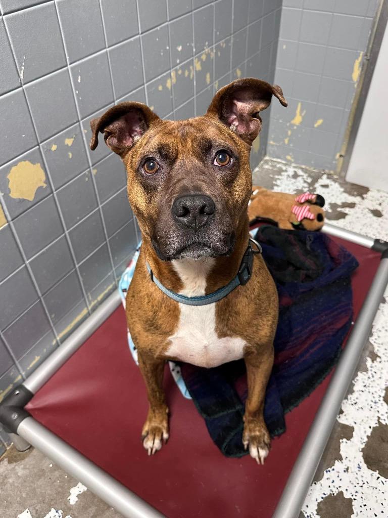 Kane, Adoptable, Adult Male Pit Bull Terrier & Mixed Breed.