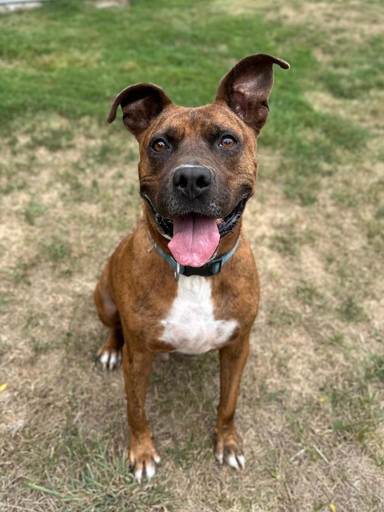 Enlarge Kane, a Adoptable mixed breed in Marion, OH image 2/4