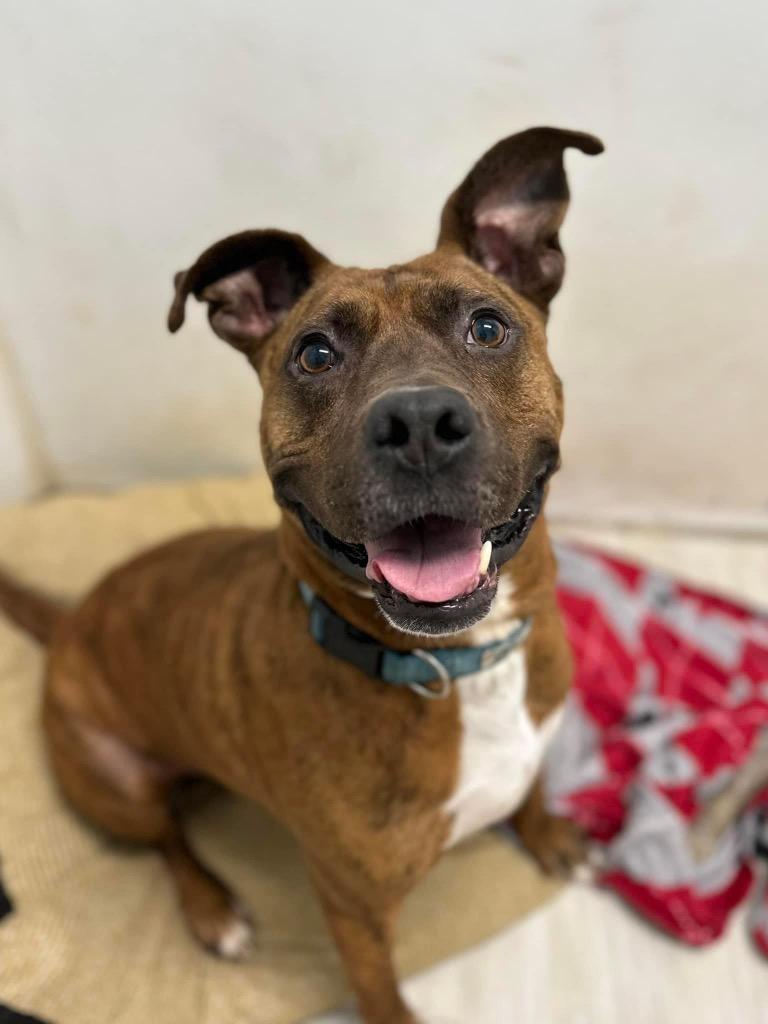 Enlarge Kane, a Adoptable mixed breed in Marion, OH image 3/4