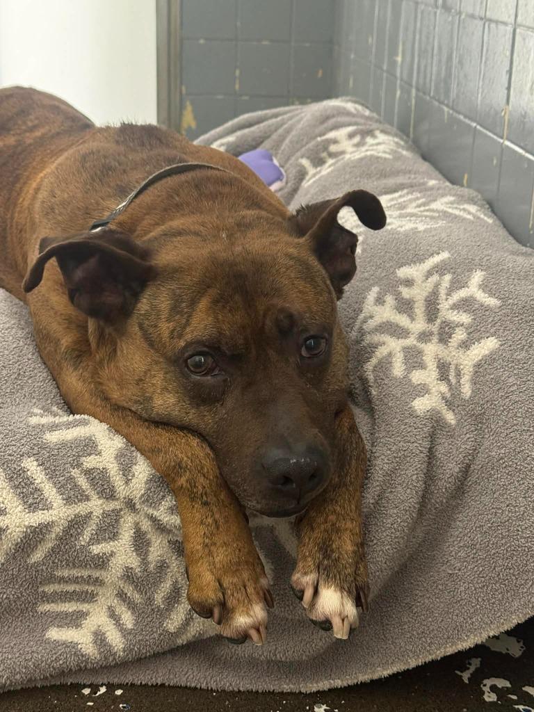 Enlarge Kane, a Adoptable mixed breed in Marion, OH image 3/5