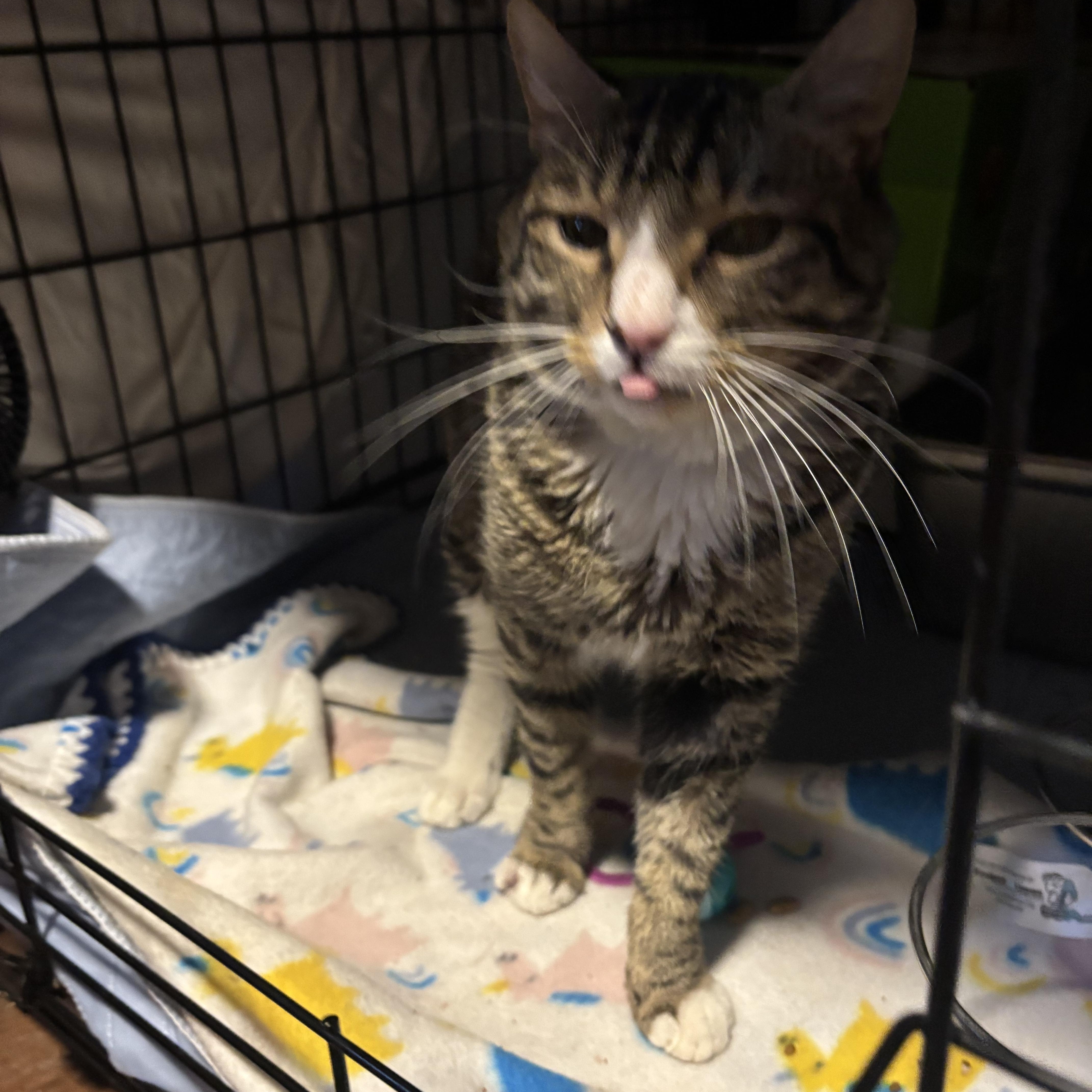 Enlarge Jackman, a Adoptable Domestic Short Hair in Pittsburgh, PA image 2/2