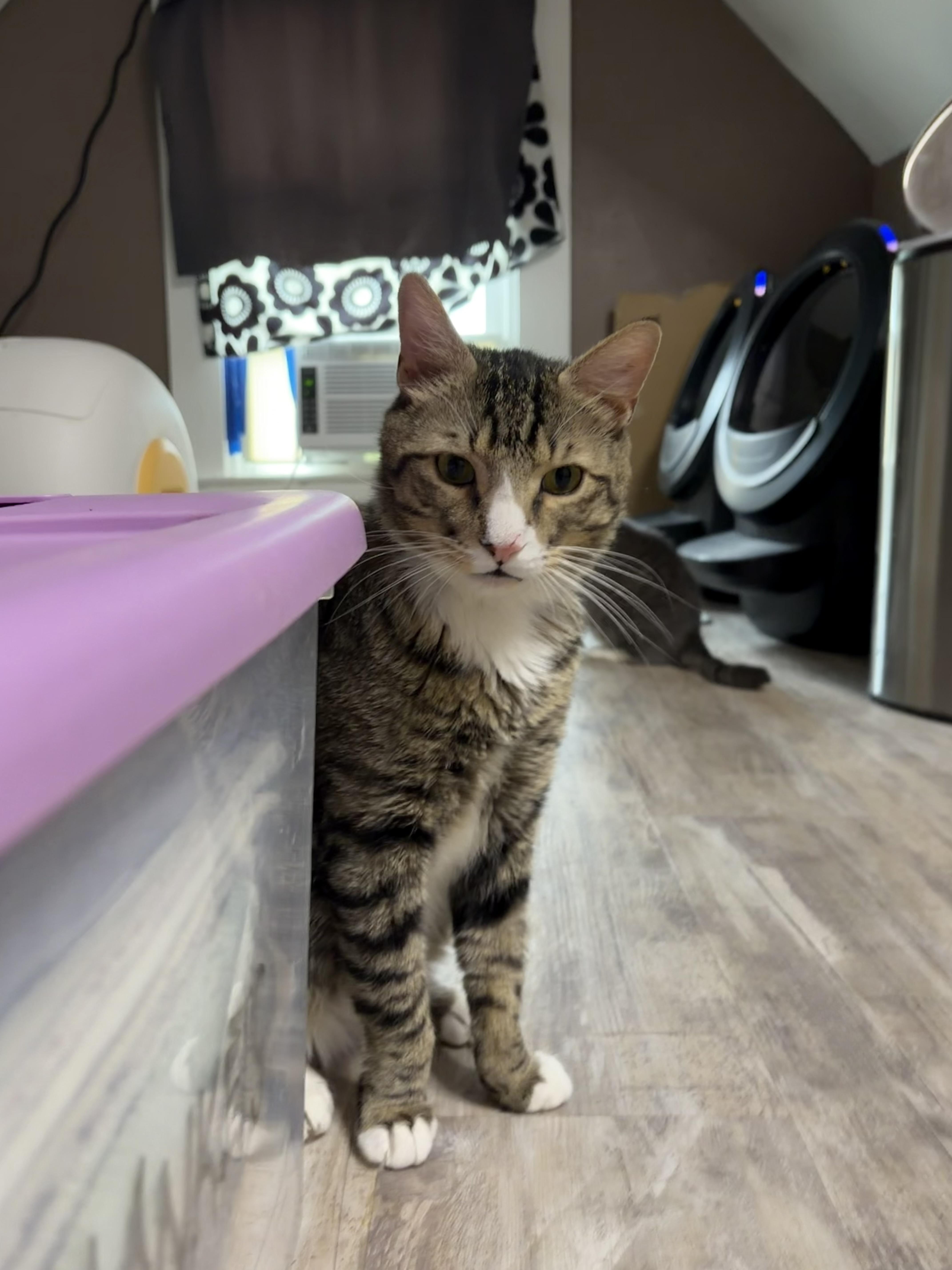 Enlarge Jackman, a Adoptable Domestic Short Hair in Pittsburgh, PA image 1/2
