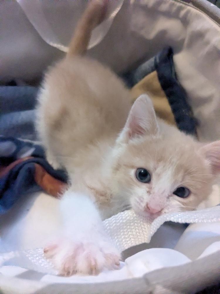 Arthur, Adoptable, Kitten Male Domestic Medium Hair.