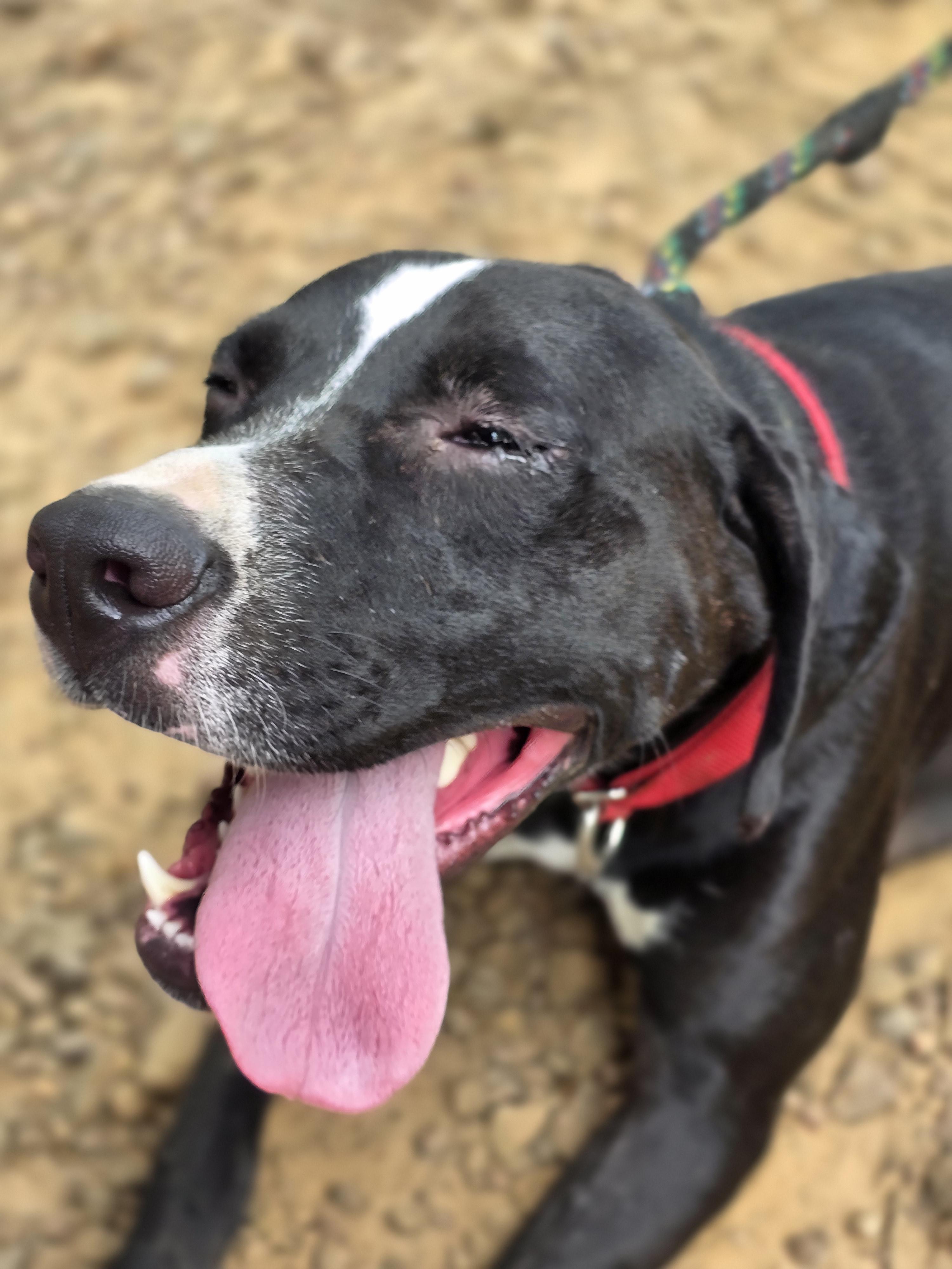 Prince Charming, a Adoptable mixed breed in Warren, RI image 3/6