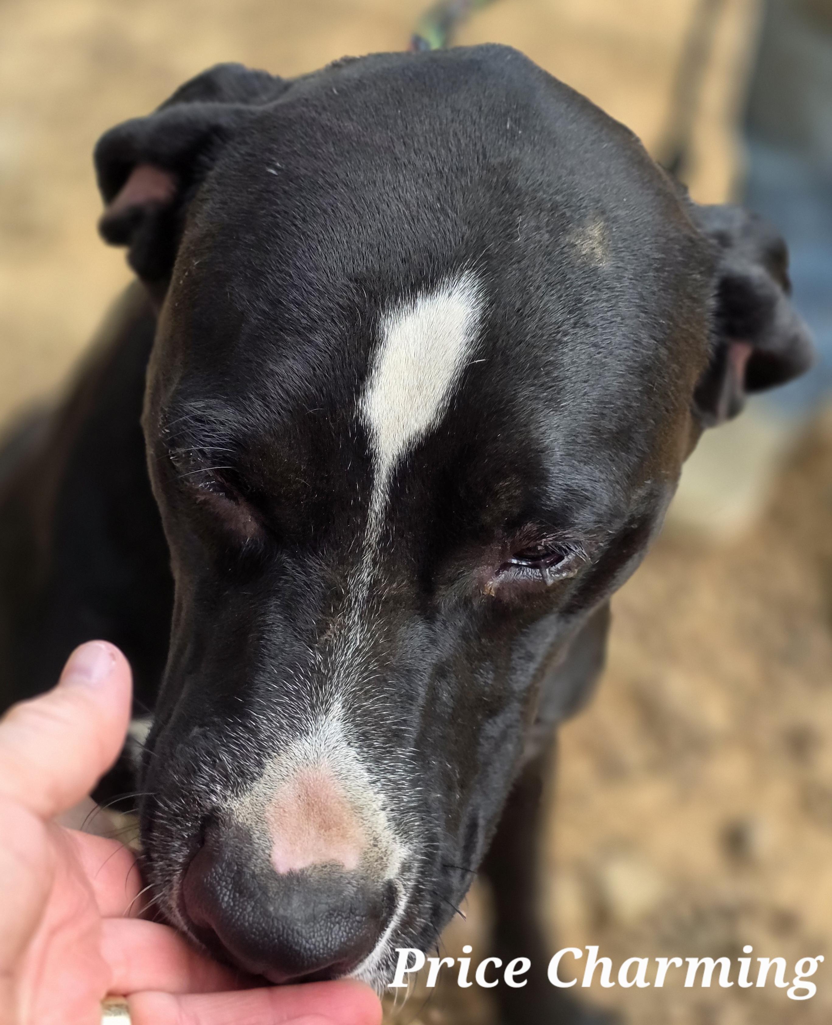 Prince Charming, a Adoptable mixed breed in Warren, RI image 4/6