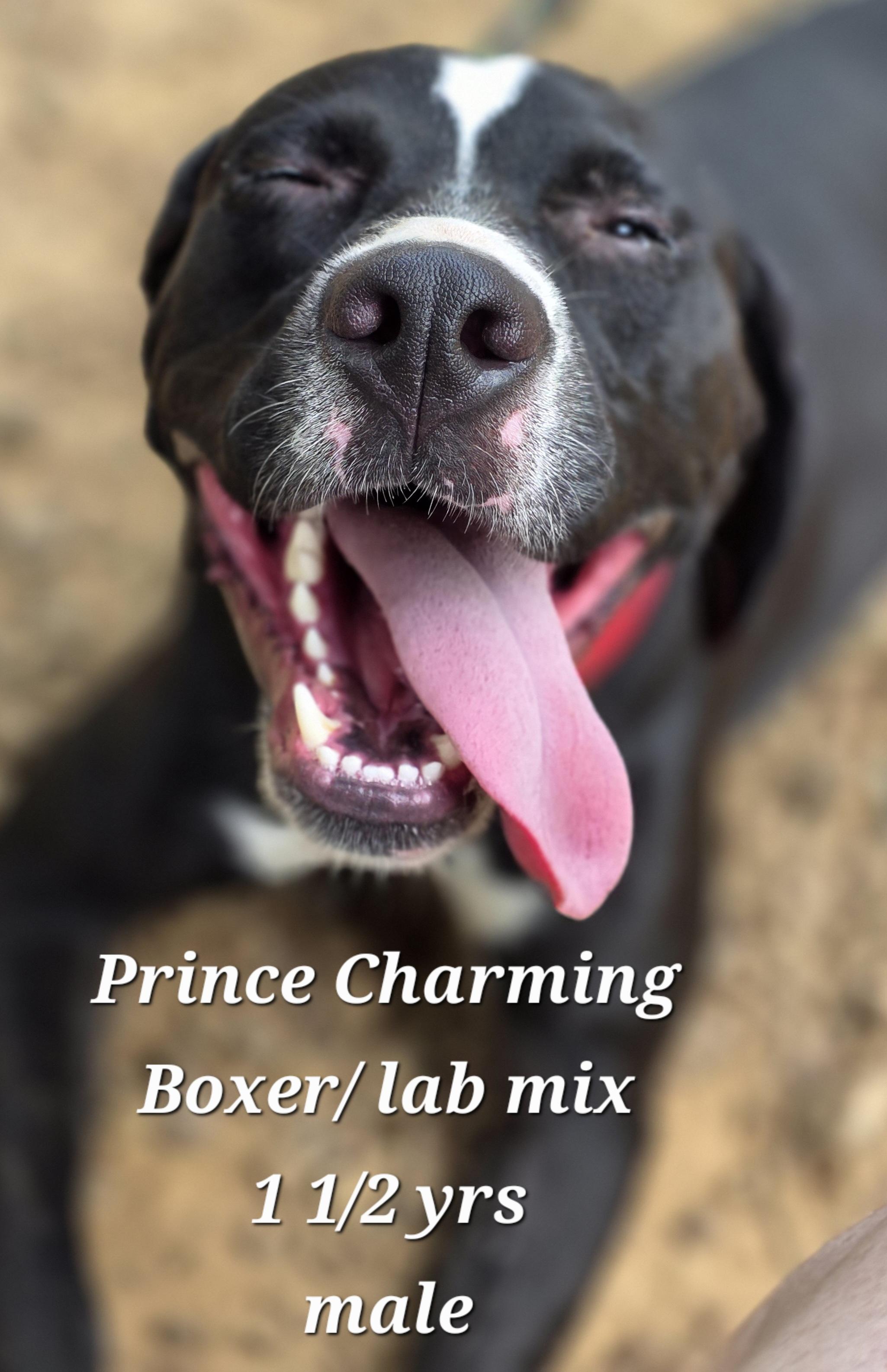 Prince Charming, a Adoptable mixed breed in Warren, RI image 1/6