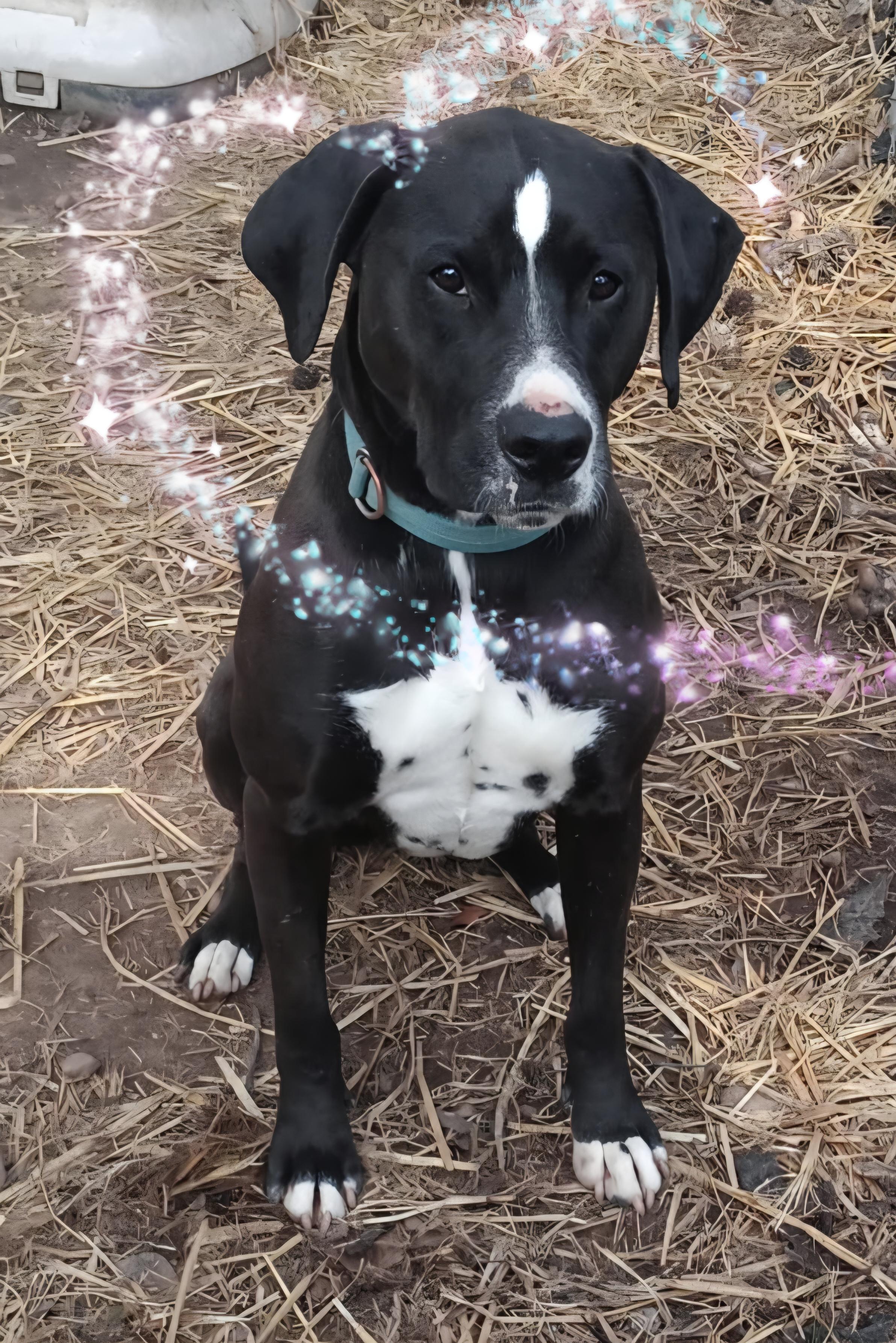 Enlarge Prince Charming, a Adoptable mixed breed in Warren, RI image 3/5