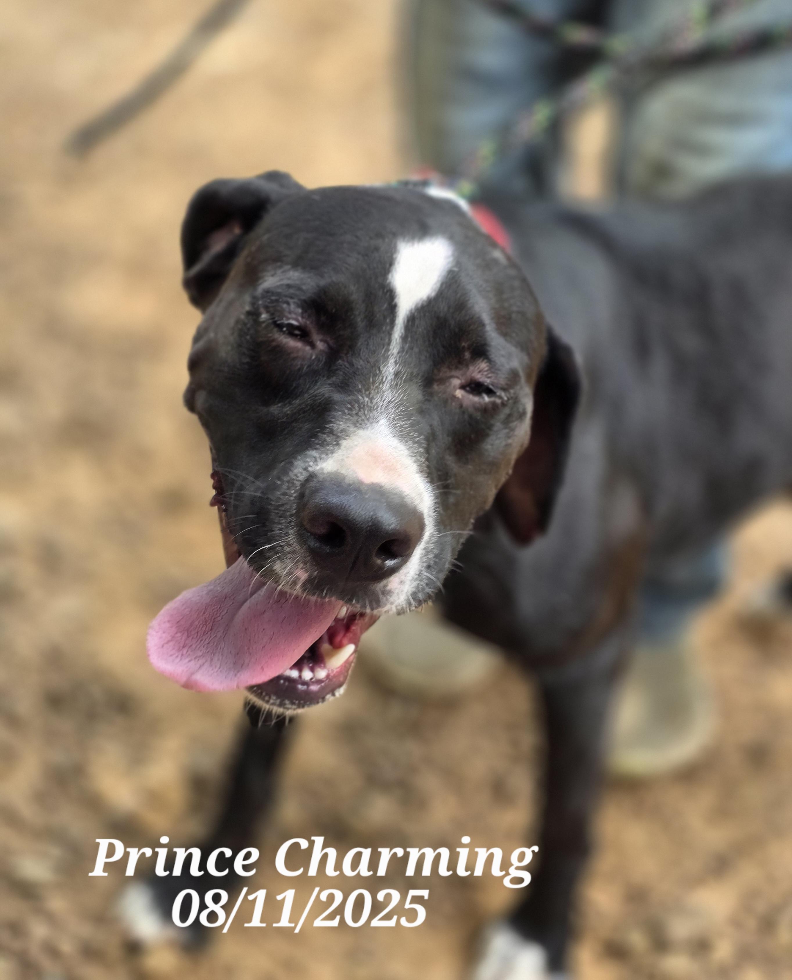 Prince Charming, a Adoptable mixed breed in Warren, RI image 5/6