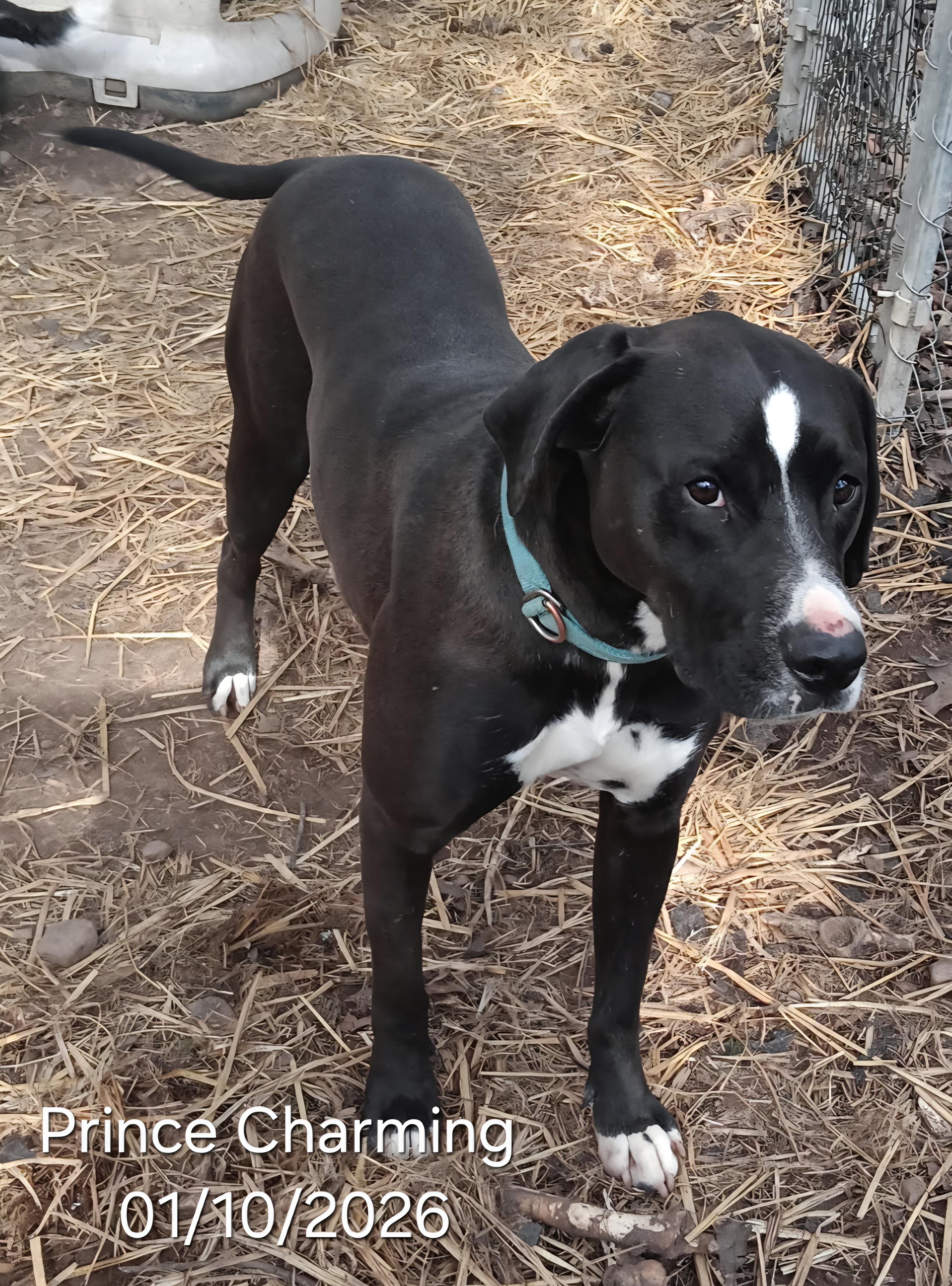 Enlarge Prince Charming, a Adoptable mixed breed in Warren, RI image 4/5