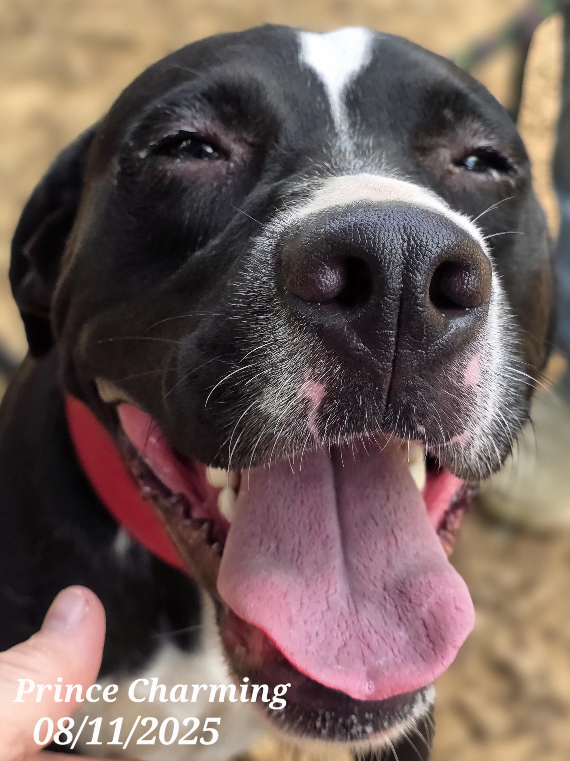 Prince Charming, a Adoptable mixed breed in Warren, RI image 2/6