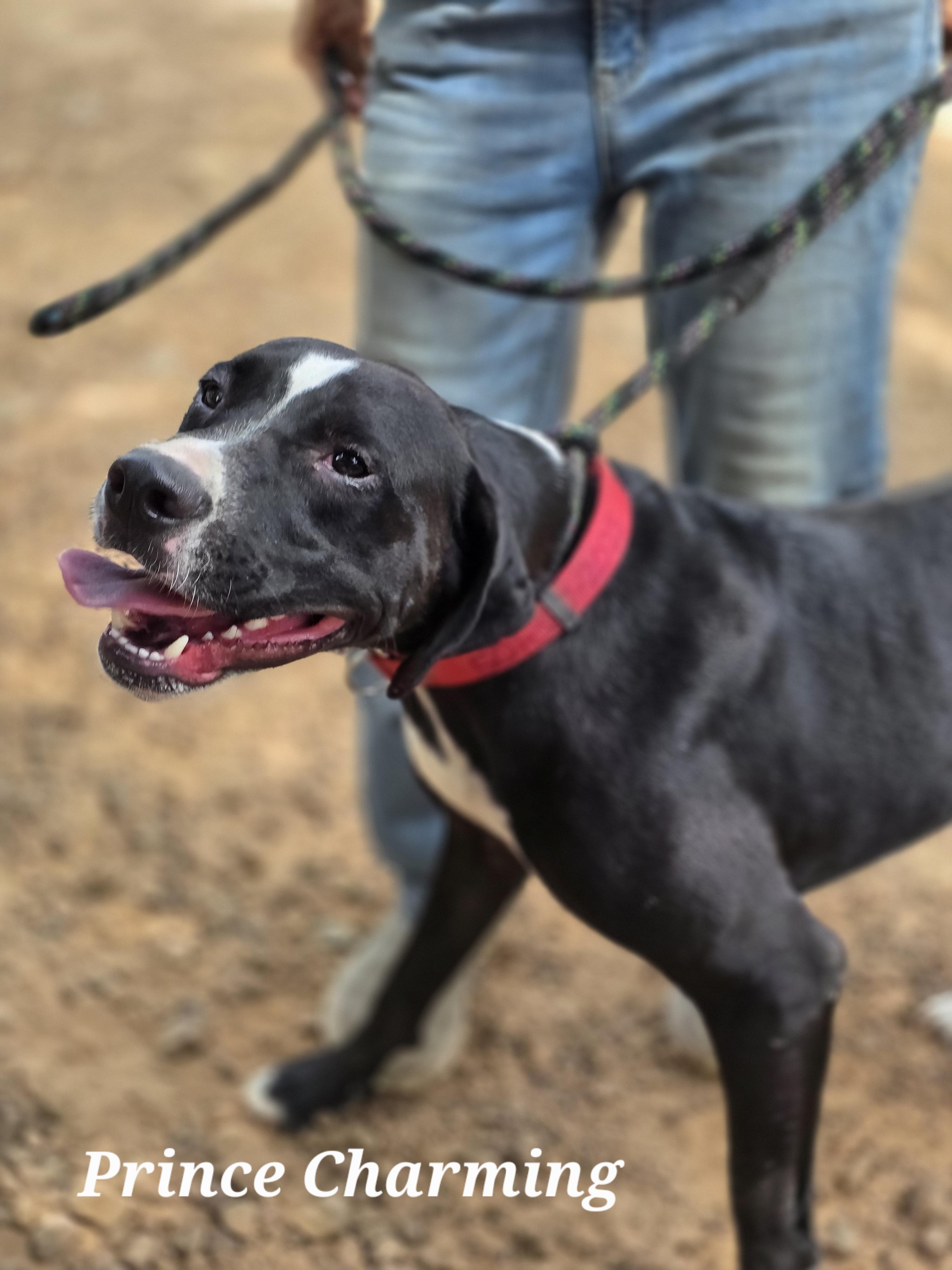 Prince Charming, a Adoptable mixed breed in Warren, RI image 6/6