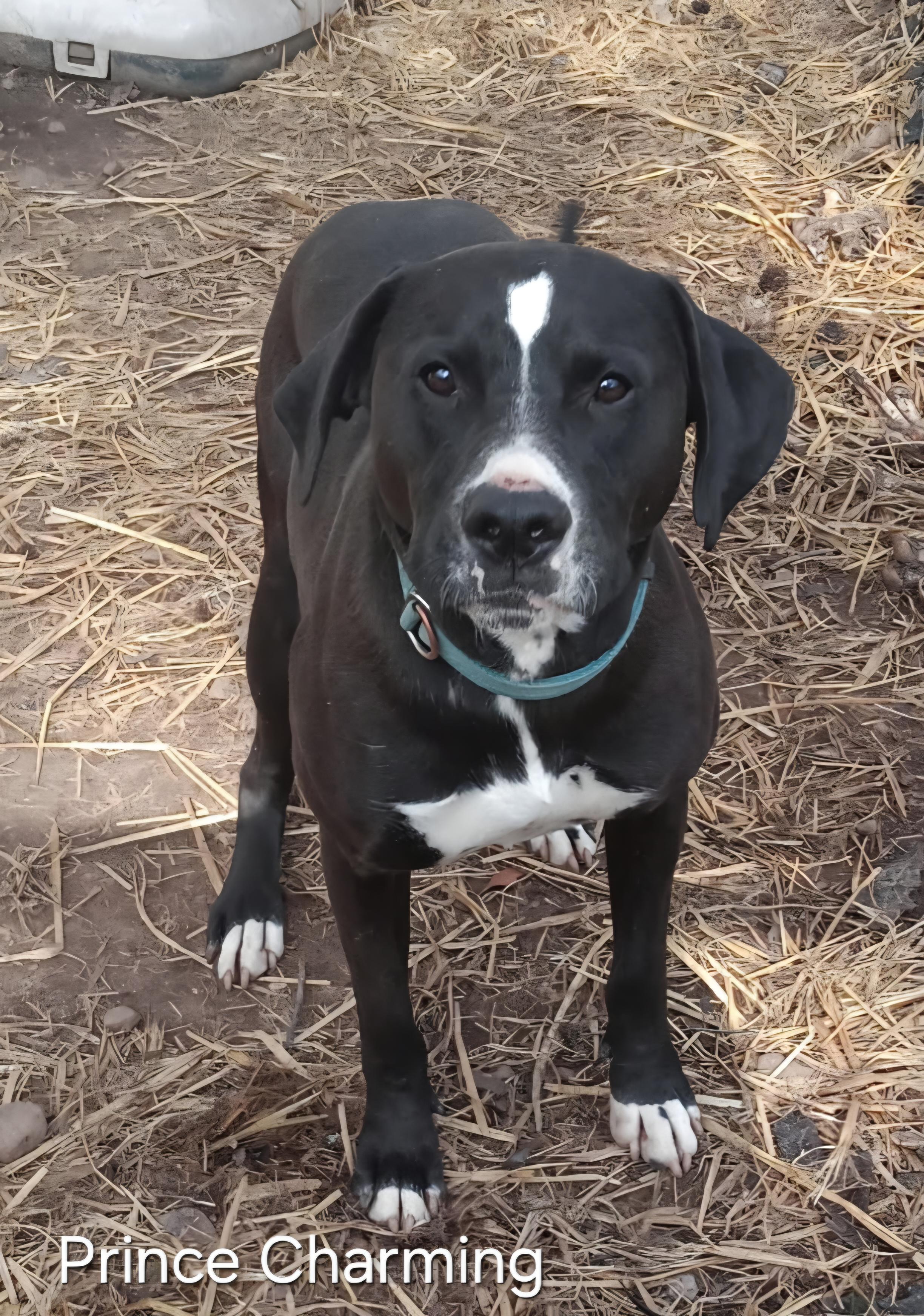 Enlarge Prince Charming, a Adoptable mixed breed in Warren, RI image 5/5
