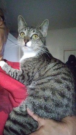 Daisy, Adopted, Adult Female Domestic Short Hair.