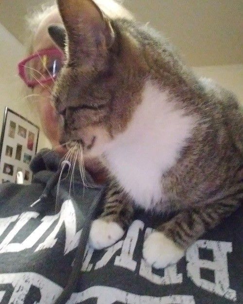 Enlarge Daisy, a Adopted Domestic Short Hair in Nutley, NJ image 2/4