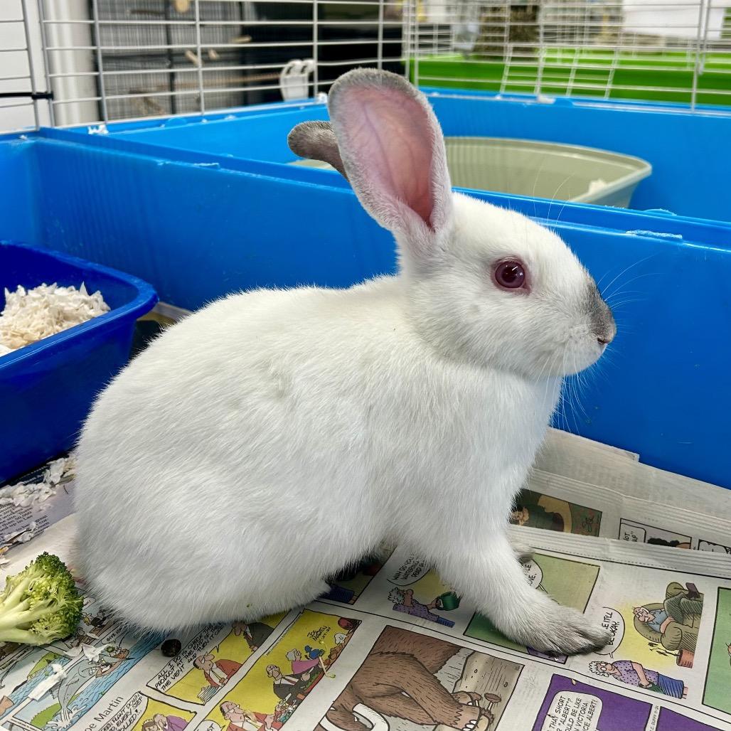 Cactus, a Adoptable American in Henderson, NV image 1/3