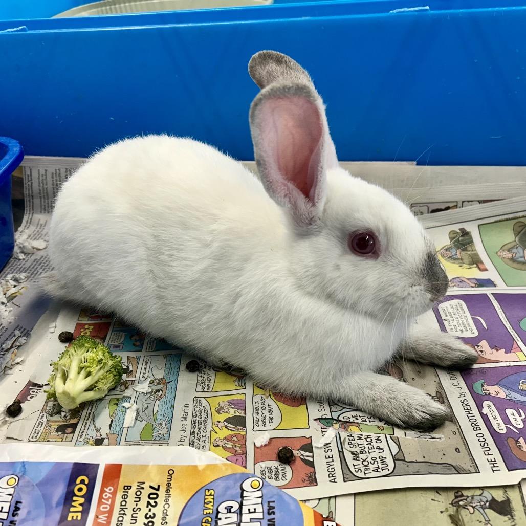 Cactus, a Adoptable American in Henderson, NV image 3/3