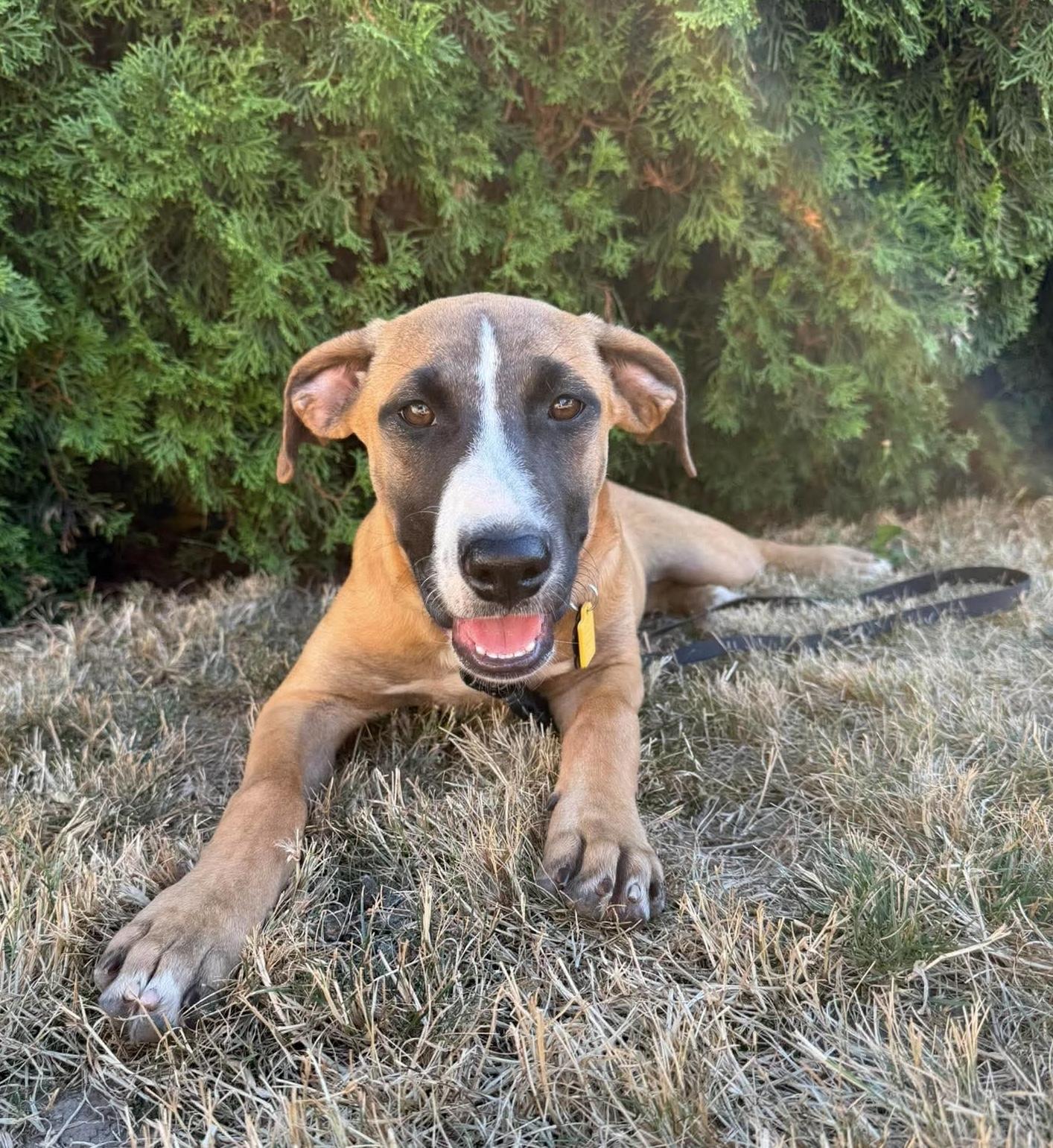 Enlarge Reba, an adopted mixed breed in Beavercreek, OR image 4/6