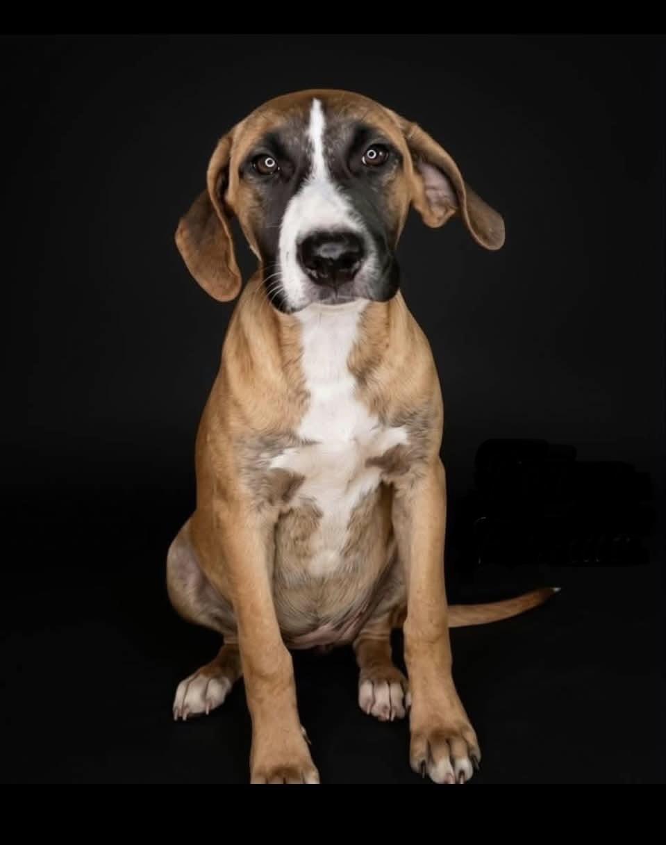 Enlarge Reba, an adopted mixed breed in Beavercreek, OR image 1/6