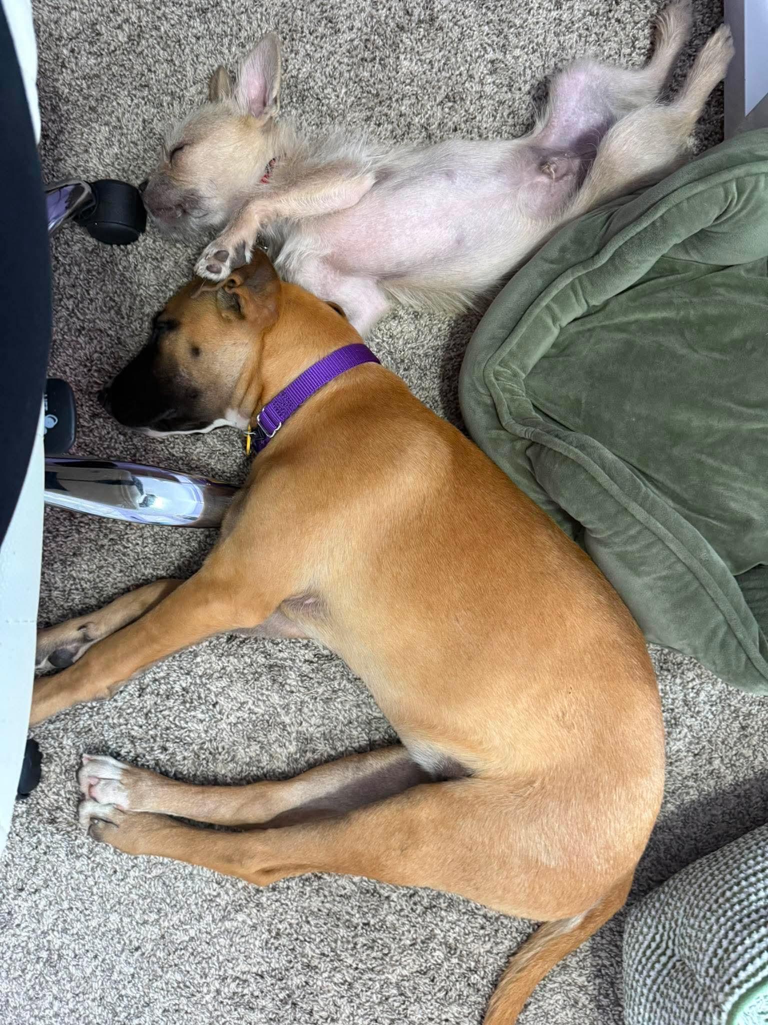 Enlarge Reba, an adopted mixed breed in Beavercreek, OR image 6/6