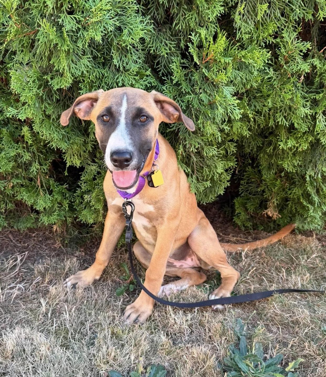 Enlarge Reba, an adopted mixed breed in Beavercreek, OR image 5/6
