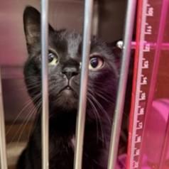 Salem Lee — thumbnail 2