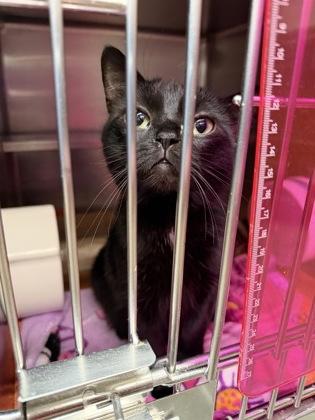 Salem Lee — thumbnail 3