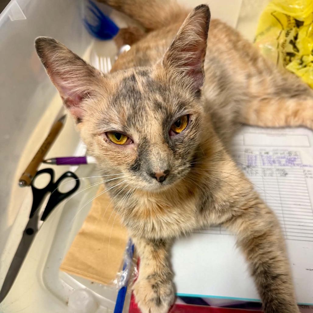 Enlarge Missy, a Adoptable Domestic Short Hair in Walnut Cove, NC image 2/6