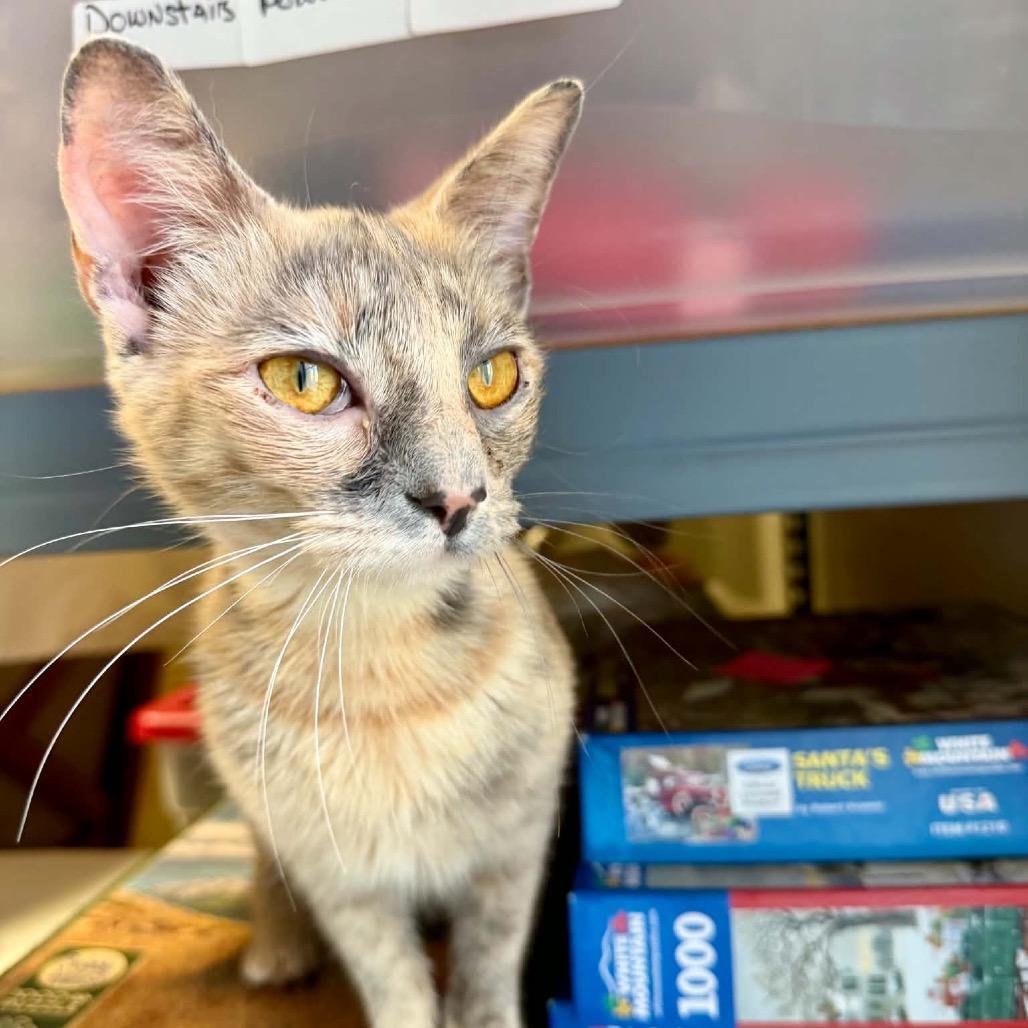 Enlarge Missy, a Adoptable Domestic Short Hair in Walnut Cove, NC image 3/6