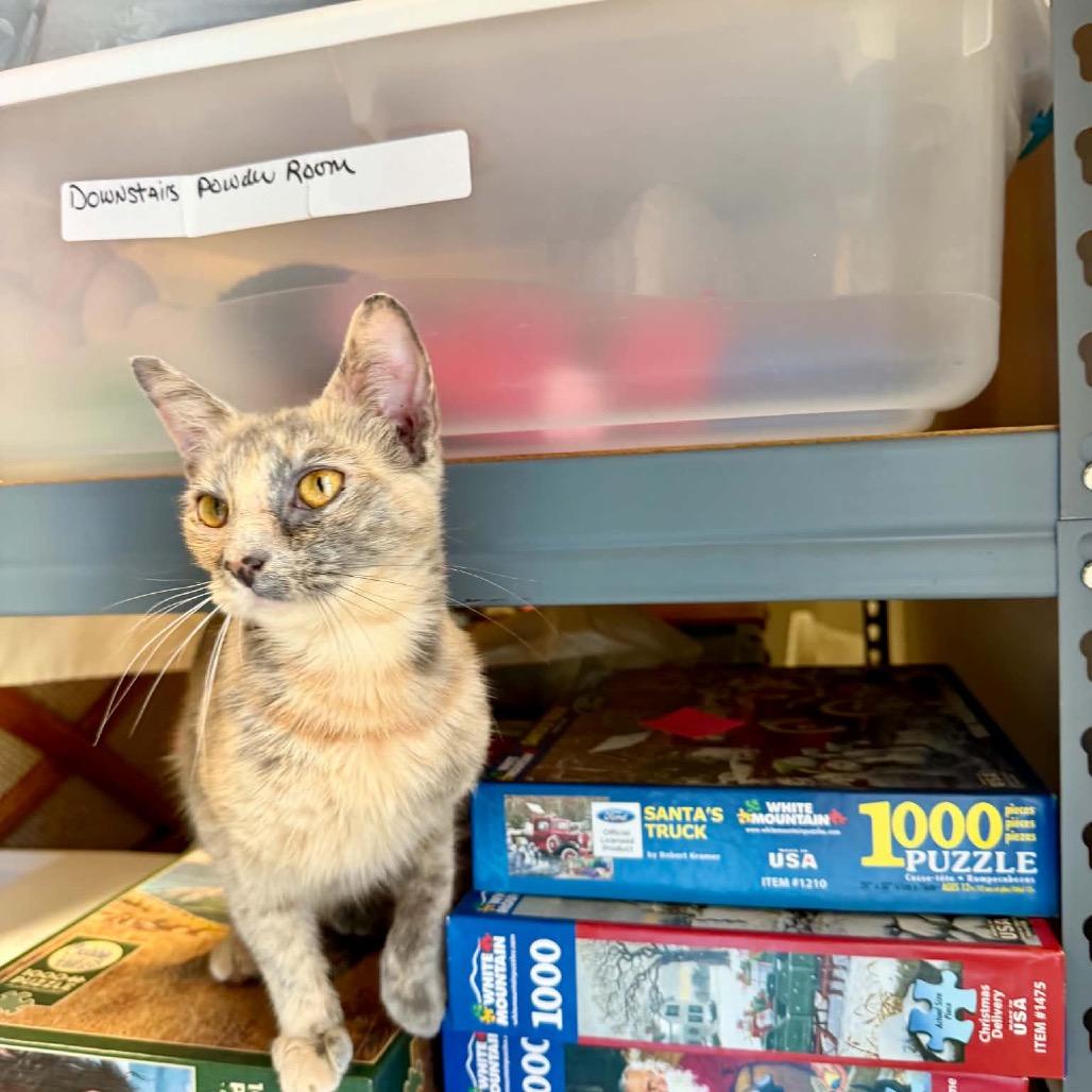 Enlarge Missy, a Adoptable Domestic Short Hair in Walnut Cove, NC image 4/6