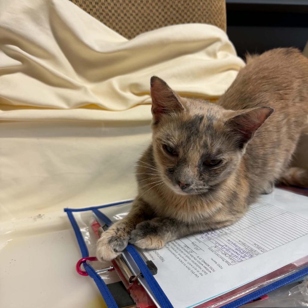 Enlarge Missy, a Adoptable Domestic Short Hair in Walnut Cove, NC image 5/6