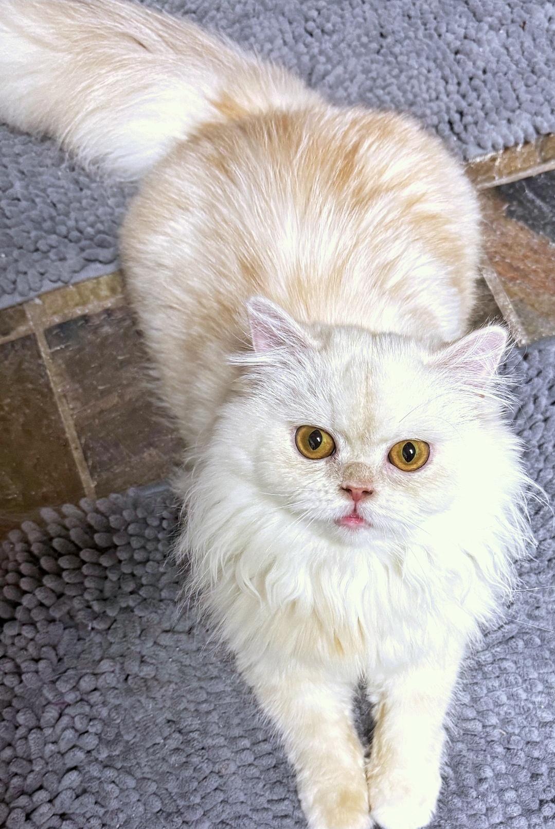 Enlarge Marscopone & Buerre, a ADOPTABLE Persian in Converse, TX image 3/6