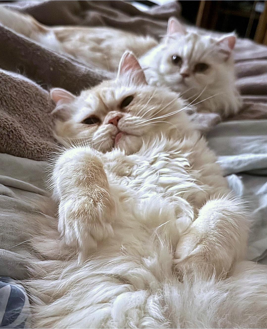 Enlarge Marscopone & Buerre, a ADOPTABLE Persian in Converse, TX image 4/6